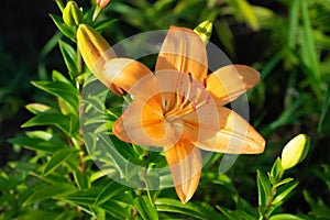 Lanceolate lily