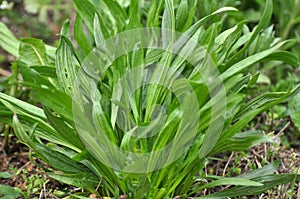 Lanceolate plantain, plantago lanceolata grows in nature