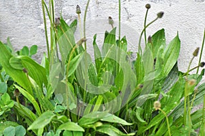Lanceolate plantain, plantago lanceolata grows in nature