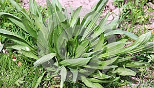 Lanceolate plantain, plantago lanceolata grows in nature