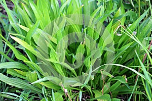 Lanceolate plantain, plantago lanceolata grows in nature