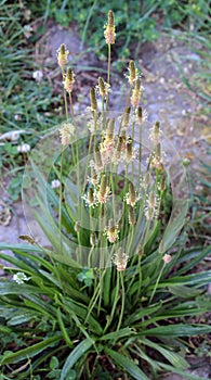 Lanceolate plantain, plantago lanceolata grows in nature