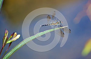 Lancet Clubtail dragonfly with copyspace