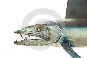 Lancetfish. Close-up of Alepisaurus ferox. Long deepwater fish photo