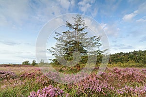One lanch tree and blossoming heather
