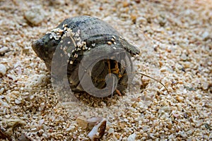 Lancian crab hermit on the beach of the Indian Ocean looking for her shell. Sri Lanka, Asia
