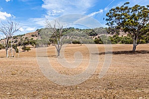 Land affected by drought in the Upper Hunter Valley, NSW, Australia