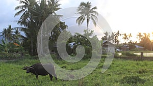 Land with animal a carabao feeding grass of green leaf nature rice field