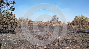 land that is burned and flammable, grass and other plants can be seen black due to the fire