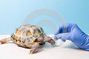 land Central Asian tortoise at the reception of a herpetologist veterinarian