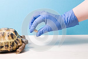 land Central Asian tortoise with rickets on a table in the office of a herpologist veterinarian