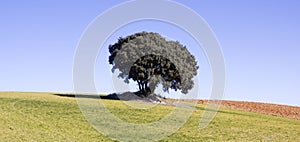 Land of cereal with a tree