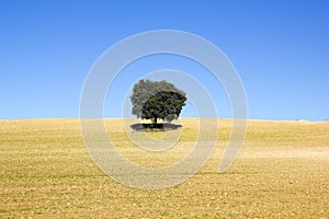 Land of cereal with a tree