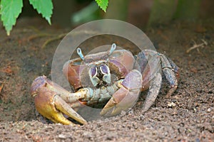 Land Crab Cardisoma carnifex photo