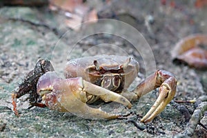 Land Crab Cardisoma carnifex photo