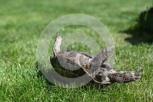 The land domestic turtle has fallen and lies upside down on the grass
