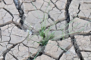 Land after a drought, chapped ground.