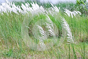 Land with full of wild stipa feather grass with white flowers