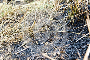 Land with grass burned by fire.