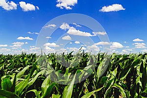 Land of a green corn farm with a blue sky. Agricultural region of the Argentine pampas.