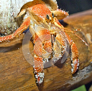 Land hermit crab