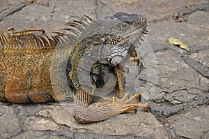 Land Iguana
