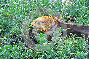 Land iguana