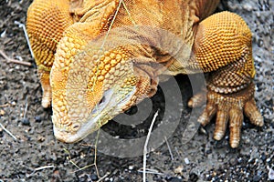 Land iguana