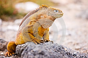 Land iguana photo