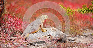 Land iguana