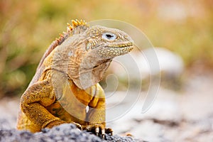 Land iguana