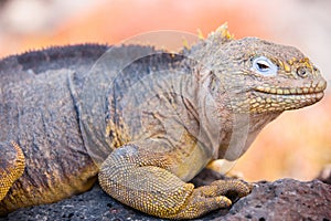 Land iguana