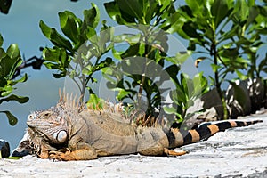 Iguana laying in the sun rays