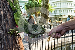 Land iguana in Bolivar Park, Guayaquil, Ecuador photo