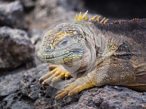 Land Iguana (Conolophus subcristatus), Plaza Sur Island, Galapagos photo