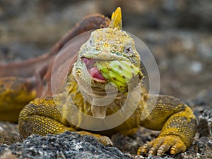 The land iguana eats a cactus. The Galapagos Islands. Pacific Ocean. Ecuador. photo