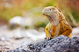 Land iguana photo