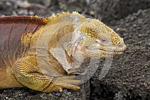 The Land Iguana - Galapagos - Charles Darwin research station