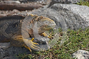 Land Iguana in Galapagos Islands