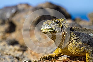 Land Iguana in the Galapagos Islands