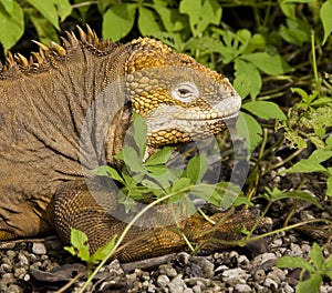 Land Iguana - Galapagos Islands - Ecuador