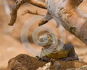 Land iguana, galapagos islands, ecuador
