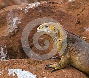 Land iguana, galapagos islands, ecuador photo