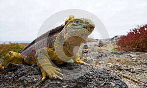 The land iguana sitting on the rocks. The Galapagos Islands. Pacific Ocean. Ecuador.