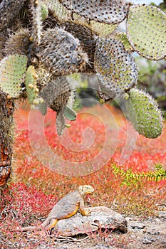 Land iguana under opuntia cactus