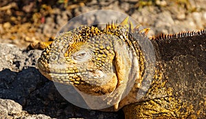 Land Iguanas in Galapagos Island.