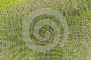 Land improvement or land amelioration concept, drone flying over narrow irrigation or drainage channels on rye or wheat field. photo