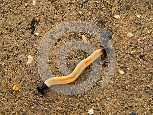 Land Planaria Crawling on