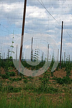 Land plot with plantings and metal vineyard posts