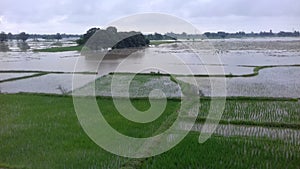 Land preparation is important to ensure that the rice field is ready in madhubani bihar india